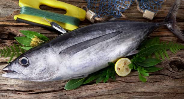 Albacore vs. Yellowfin: Which Canned Tuna Is Best for Your Next Meal?