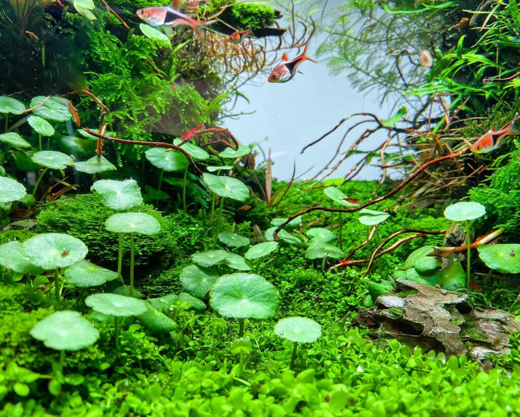 Why Aquarium Plants Are Essential for a Healthy Freshwater Fish Tank