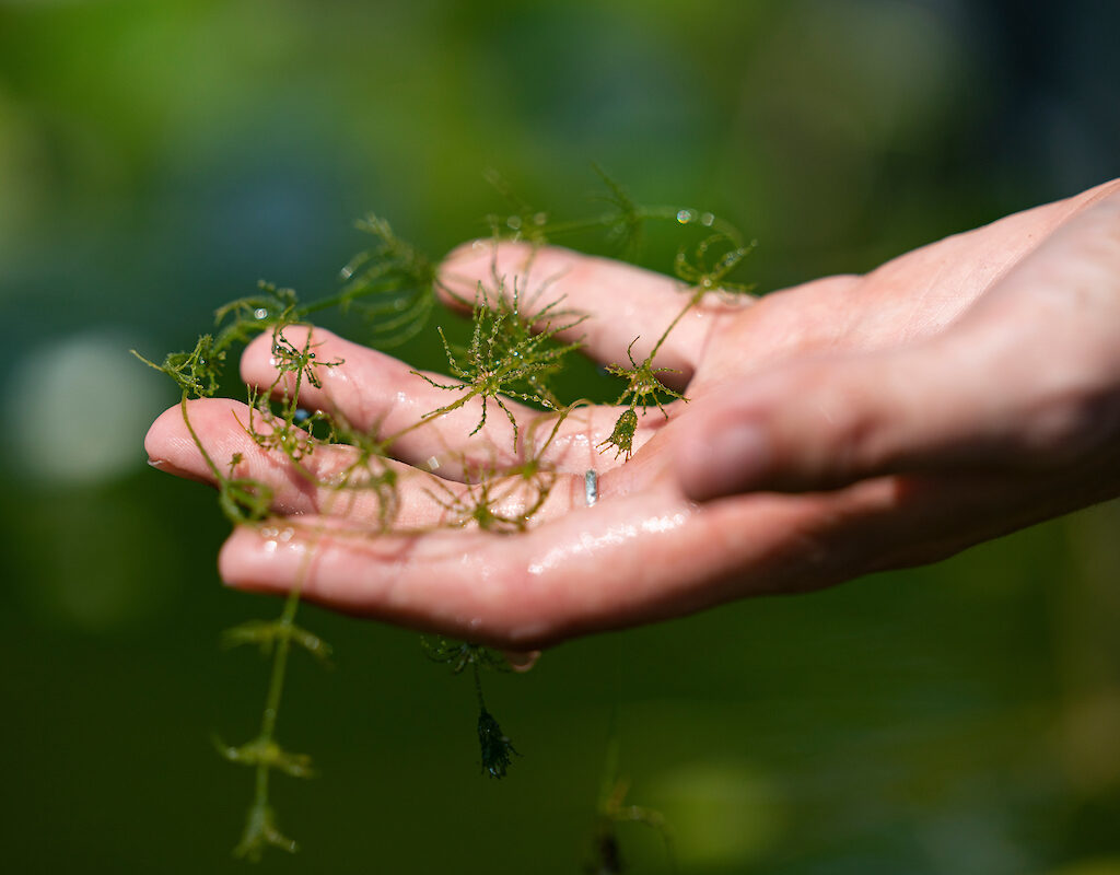 Top Aquarium Plants to Pair with Freshwater Crabs and Shrimp